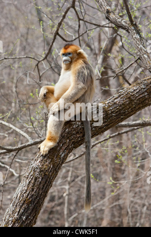 Montagne Qinling, Cina, maschio scimmia dorata seduta nella struttura ad albero Foto Stock