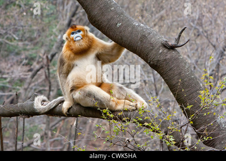 Montagne Qinling, Cina, ritratto maschile di scimmia dorata nella struttura ad albero Foto Stock