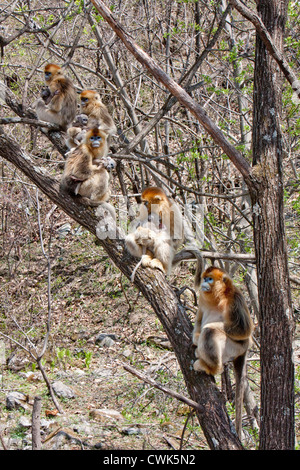 Montagne Qinling, Cina, rara foto di scimmia dorata famiglia, maschio e quattro femmine tutti con neonati nella struttura ad albero Foto Stock