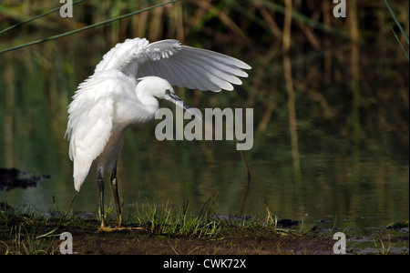 Egretta garzetta, Garzetta preening su Marazion marsh in Cornovaglia Foto Stock