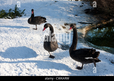 Tre cigni neri nella neve Foto Stock