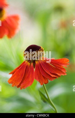 Helenium 'Moerheim bellezza'. Fiore Sneezeweed crescono in un confine erbacee. Foto Stock