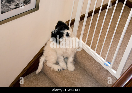 Cockerpoo cucciolo seduto da stairgate su scale Foto Stock