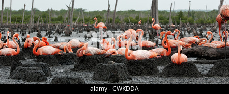 Colonia di grande fenicottero in nidi. Rio Maximo, Camaguey, Cuba. Foto Stock