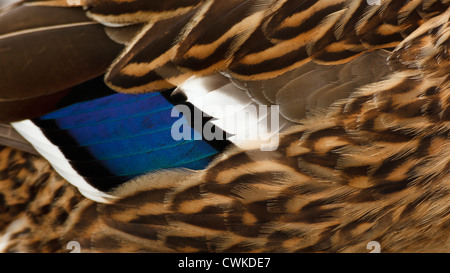 Canada, British Columbia, George C. Reifel uccello migratore Santuario, germano reale (Anas plathyrhynchos) hen, close-up di speculum Foto Stock