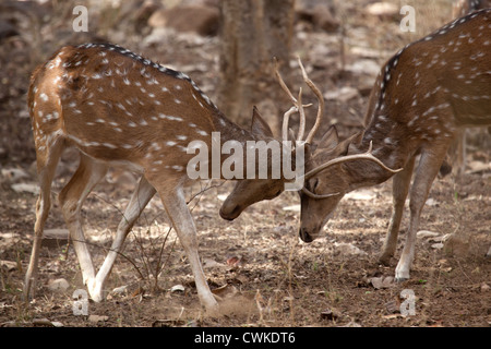 Chital / spotted deer / cervi asse (asse asse), due cervi combattimenti, il Parco nazionale di Ranthambore, Sawai Madhopur, Rajasthan, India Foto Stock