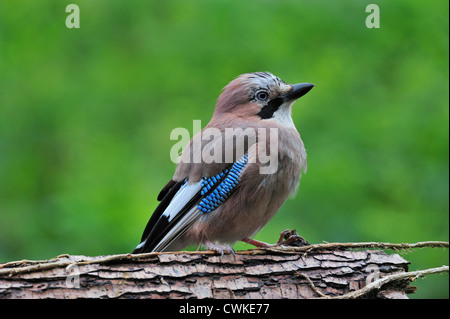 Eurasian Jay (Garrulus glandarius) capretti appollaiato sul tronco di albero Foto Stock