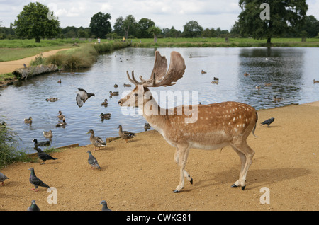 Daino Dama Dama unico maschio adulto in piedi da un lago Bushy Park, London, Regno Unito Foto Stock