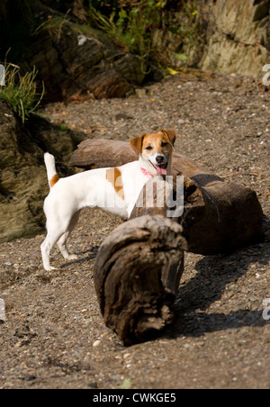 Jack Russell Terrier singolo adulto permanente sulla spiaggia REGNO UNITO Foto Stock