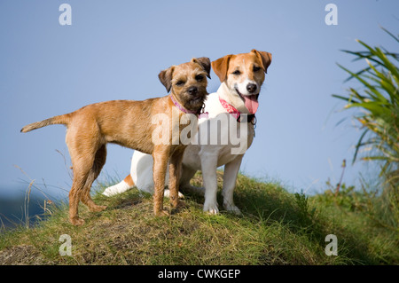 Jack Russell e Border Terrier cani due adulti in piedi REGNO UNITO Foto Stock