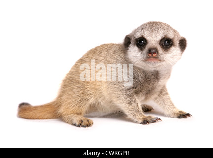 Meerkat Suricata suricatta juvenille singolo in un studio REGNO UNITO Foto Stock