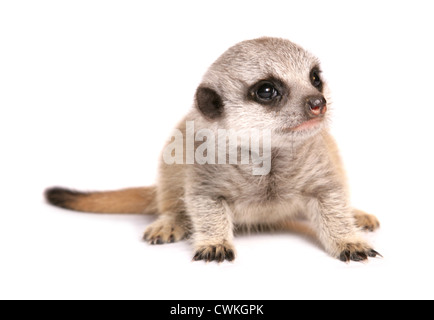 Meerkat Suricata suricatta juvenille singolo in un studio REGNO UNITO Foto Stock