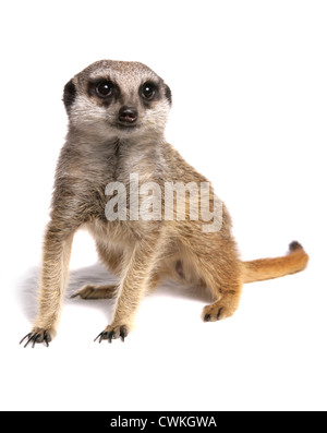 Meerkat Suricata suricatta singolo adulto in un studio REGNO UNITO Foto Stock