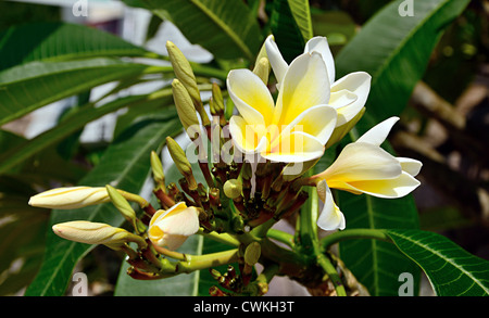 Plumeria rubra Foto Stock