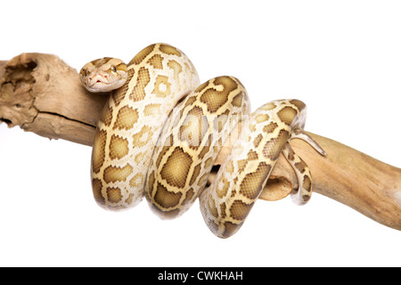 Albino Burmese Python Python molurus bivittatus singolo adulto su un ramo in un studio Foto Stock