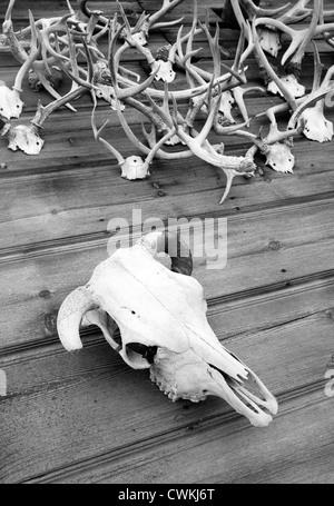 Le ossa del cranio di una mucca sul display con alcuni palchi Foto Stock