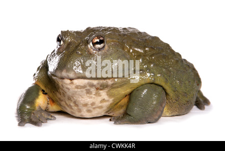 Giant African bullfrog Pyxicephalus adspersus singolo adulto in un studio REGNO UNITO Foto Stock