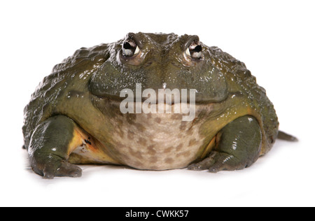 Giant African bullfrog Pyxicephalus adspersus singolo adulto in un studio REGNO UNITO Foto Stock