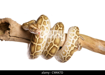 Albino Burmese Python Python molurus bivittatus singolo adulto su un ramo in un studio Foto Stock