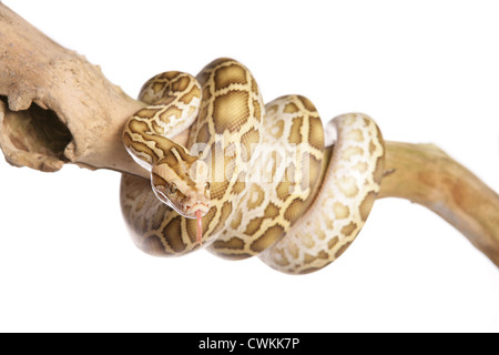 Albino Burmese Python Python molurus bivittatus singolo adulto su un ramo in un studio Foto Stock