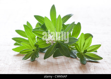 Alcuni woodruff in cucina Foto Stock