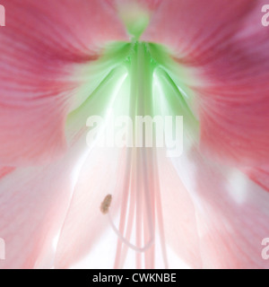 Bellissimo fiore amaryllis Foto Stock