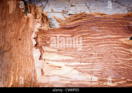 Corteccia dal Paperbark tree come una texture di sfondo Foto Stock