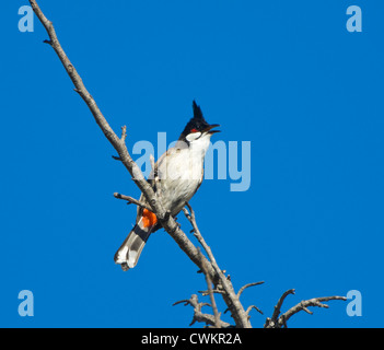 Rosso-whiskered Bulbul (Pycnonotus jocosus), Nuovo Galles del Sud, Australia Foto Stock