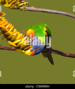 Rainbow Lorikeet (Trichoglossus haematodus) alimentazione, Nuovo Galles del Sud, Australia Foto Stock