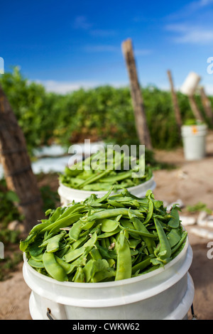 Snow piselli (snap piselli) essendo raccolti in un azienda commerciale a Bundaberg Queensland Australia Foto Stock