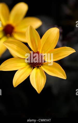 Dahlia 'Vescovo di York'. Foto Stock