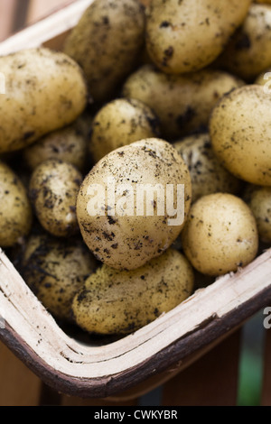 Solanum tuberosum varietà " Charlotte'. Trug appena scavato 'Charlotte' di patate. Foto Stock