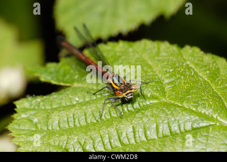 Nymphula di Pirrhosoma, Grande damselfly rosso, Galles, Regno Unito. Foto Stock