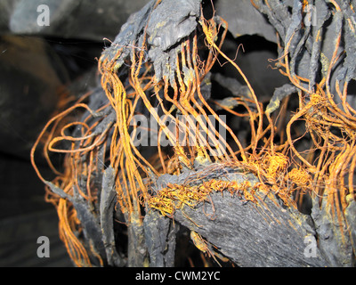 Close up di un pneumatico trinciato Foto Stock