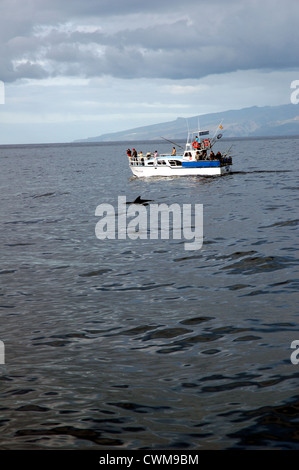 La balena pilota nuotare nell'Oceano Atlantico off Tenerife con barca per fare whale watching in background Foto Stock