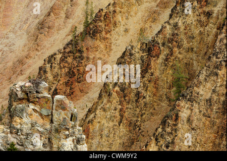 Osprey nidificano nel Grand Canyon di Yellowstone, il Parco Nazionale di Yellowstone, Wyoming USA Foto Stock