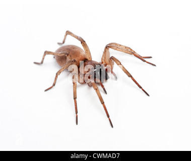 Un ragno woodlouse (dysdera crocata) Foto Stock