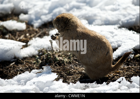 Cane della prateria nella neve Foto Stock