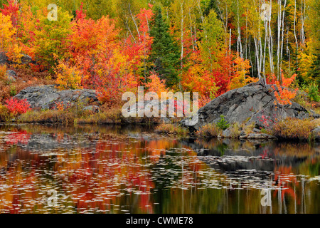 Autunno riflessioni in una beaver pond, Elliot sul Lago Ontario, Canada Foto Stock