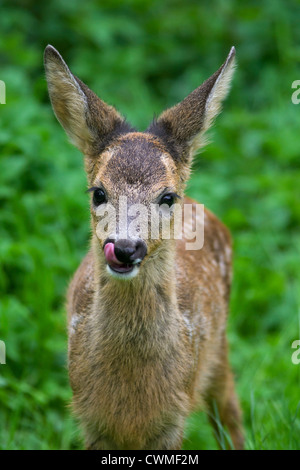 Il capriolo (Capreolus capreolus) fawn leccare il suo naso tra la vegetazione nella foresta di bordo, Germania Foto Stock