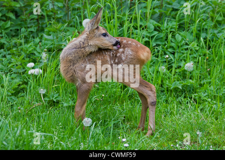Il capriolo (Capreolus capreolus) fawn leccare la sua pelliccia tra la vegetazione nella foresta di bordo, Germania Foto Stock