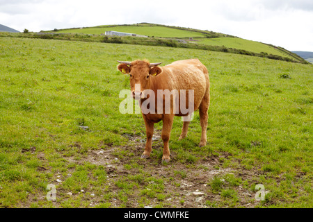 Mucca con le corna in un campo Foto Stock