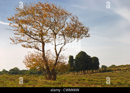 Albero piano con la caduta delle foglie Foto Stock