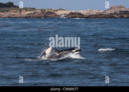 Due capretti transitorio balene killer o Orcas (Orcinus orca) violando, Monterey, California, Oceano Pacifico. Foto Stock