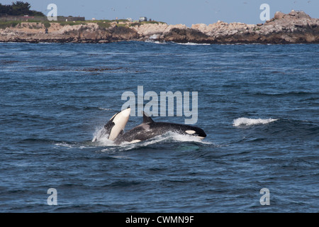 Due capretti transitorio balene killer o Orcas (Orcinus orca) violando, Monterey, California, Oceano Pacifico. Foto Stock