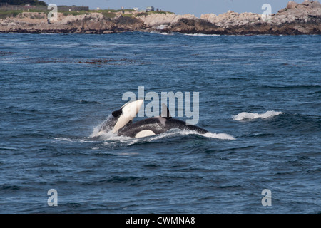 Due capretti transitorio balene killer o Orcas (Orcinus orca) violando, Monterey, California, Oceano Pacifico. Foto Stock