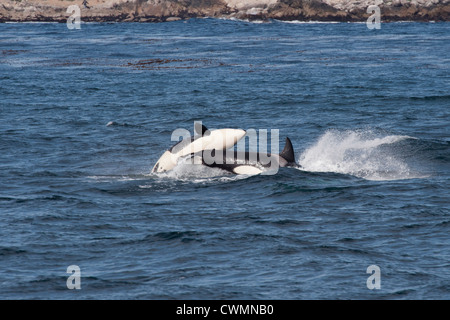 Due capretti transitorio balene killer o Orcas (Orcinus orca) violando, Monterey, California, Oceano Pacifico. Foto Stock