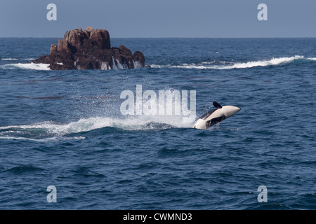 I capretti transitoria di balena killer o Orca (Orcinus orca) violando, Monterey, California, Oceano Pacifico. Foto Stock