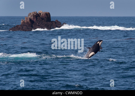 I capretti transitoria di balena killer o Orca (Orcinus orca) violando, Monterey, California, Oceano Pacifico. Foto Stock