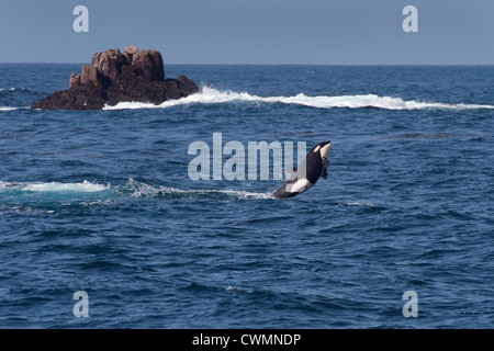 I capretti transitoria di balena killer o Orca (Orcinus orca) violando, Monterey, California, Oceano Pacifico. Foto Stock